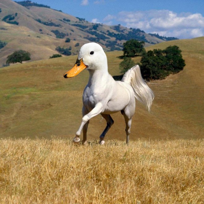 animals7