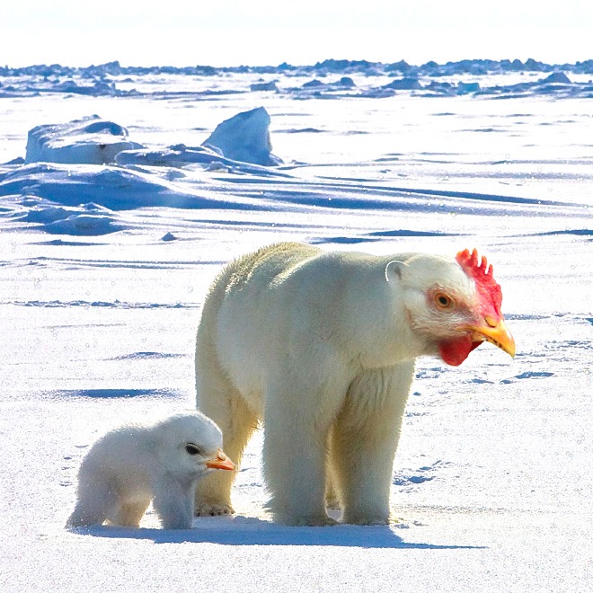 animals8