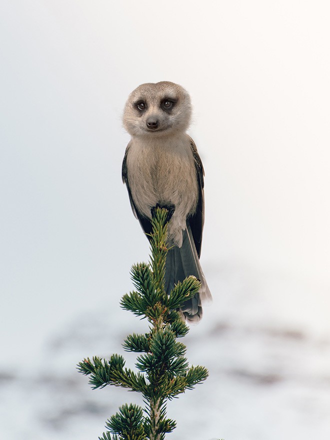animals9