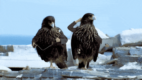 bird-with-arms11