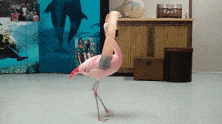 bird-with-arms14