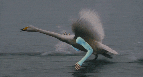 bird-with-arms2