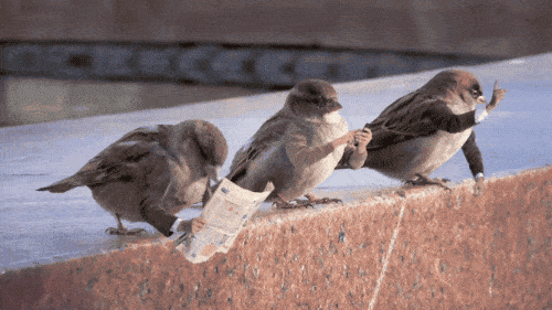 bird-with-arms6