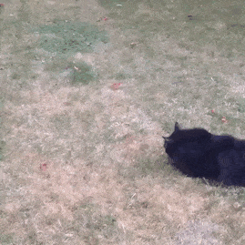 funny-idiot-cats-212-5ae822c75a07c__605