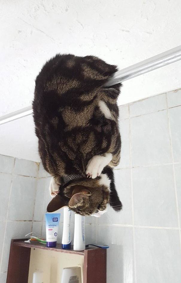 funny-idiot-cats-22-5ae022ccedc65__605