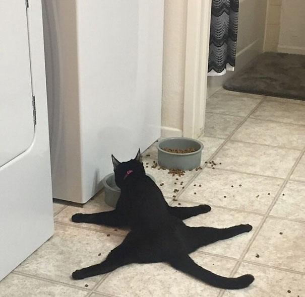 funny-idiot-cats-23-5ae0243ff107e__605