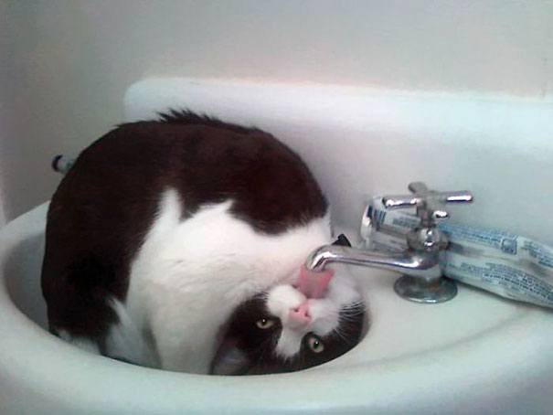 funny-idiot-cats-24-5ae02582cdf18__605