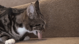 funny-idiot-cats-249-5ae041725ed64__605