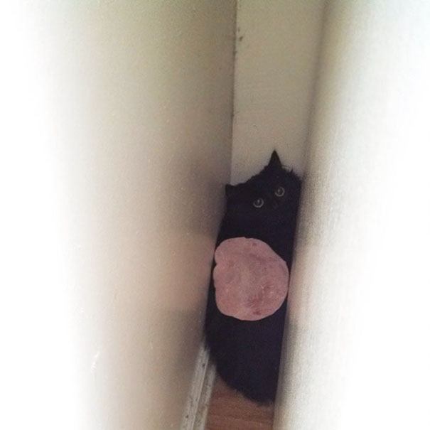 funny-idiot-cats-25-5ae0268d5f171__605