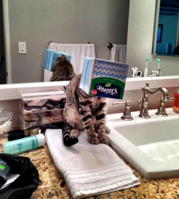 funny-idiot-cats-259-5ae07e0e18c29__605