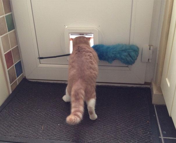 funny-idiot-cats-260-5ae07e5331937__605