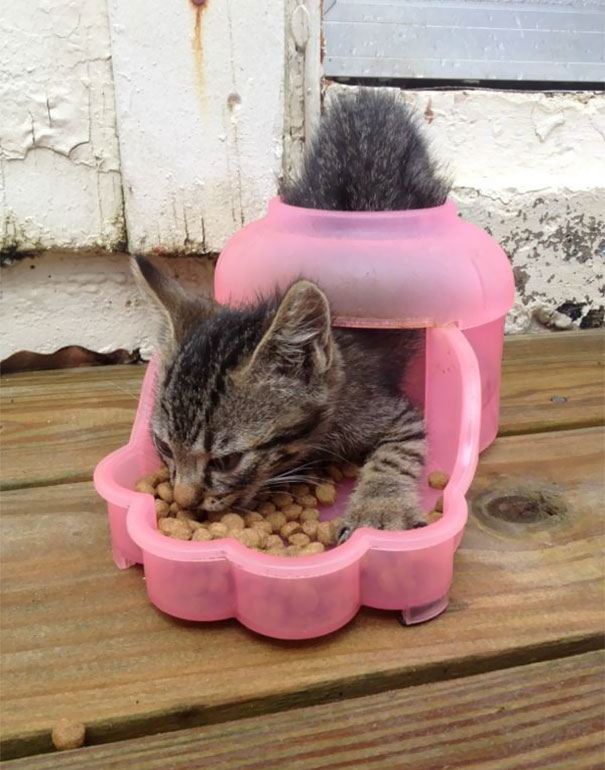 funny-idiot-cats-263-5ae07ee2e20cf__605
