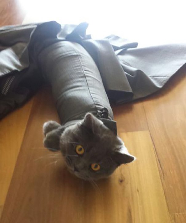 funny-idiot-cats-264-5ae07f159448e__605