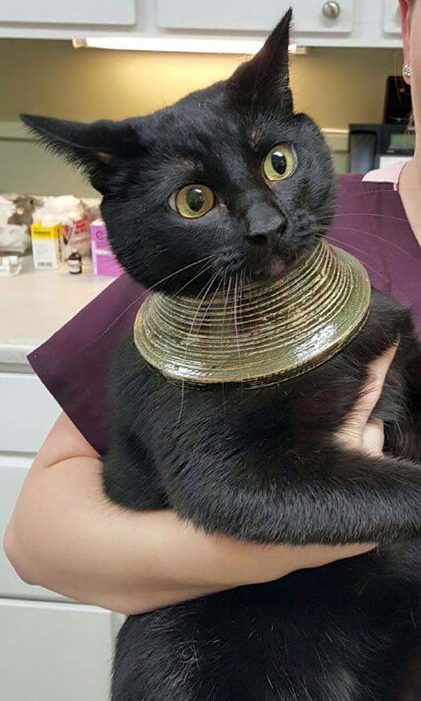 funny-idiot-cats-38-5ae0927c144bc__605