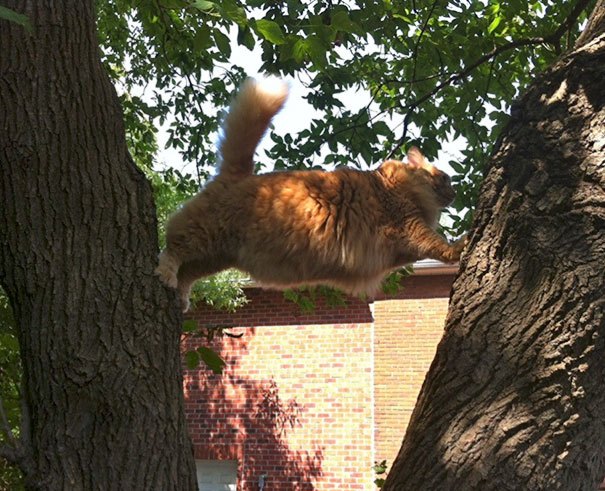 funny-idiot-cats-4-5add9c21172af__605