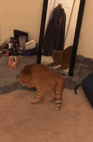 funny-idiot-cats-400-5ae9809acc9de__605