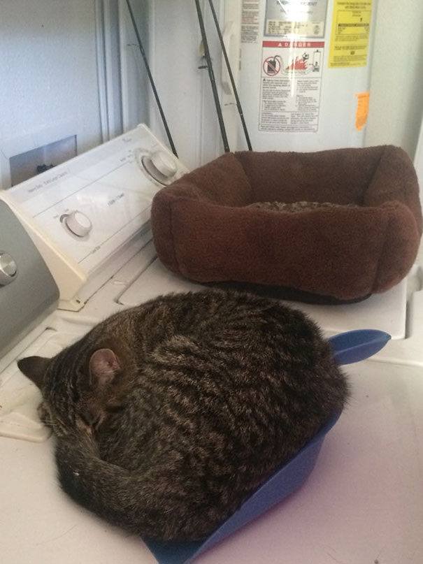 funny-idiot-cats-51-5ae9b451224b4__605