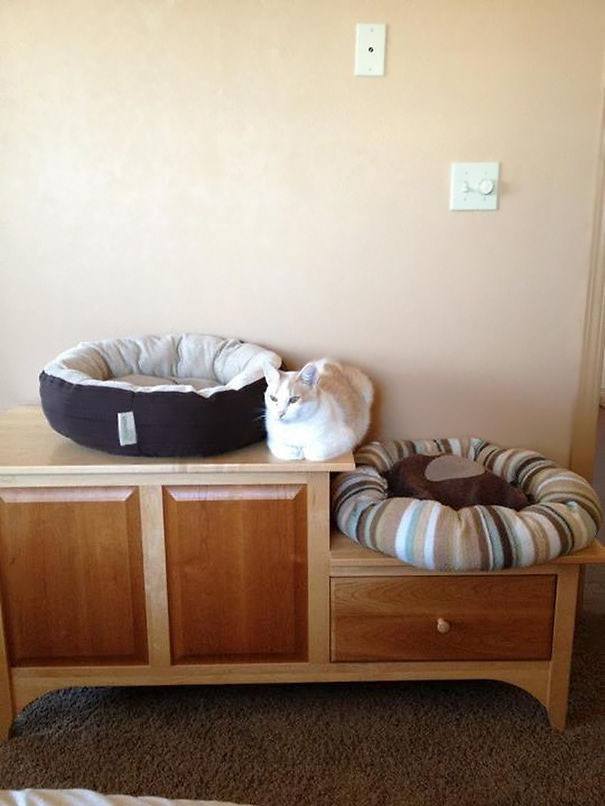 funny-idiot-cats-52-5ae9b508c0829__605
