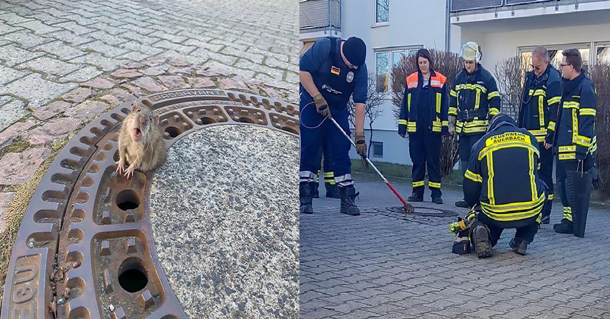 Hasiči museli riešiť skutočne kuriózny prípad. V kanáli uviazol príliš tučný potkan