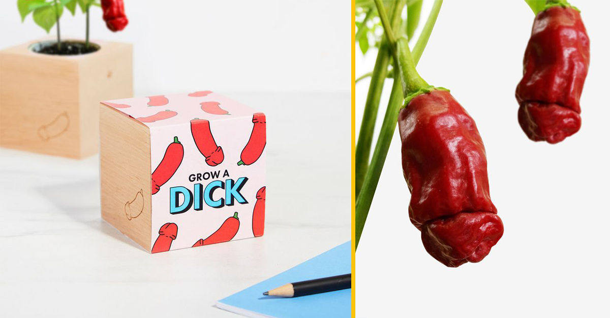 Anglický obchod začína predávať nezvyčajný darček – chilli v tvare penisu