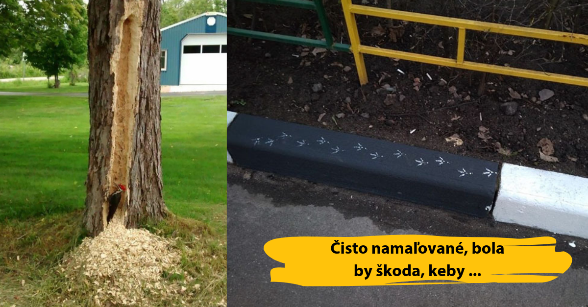 Vtáci sú niekedy skutočne divní (15 zábavných obrázkov)
