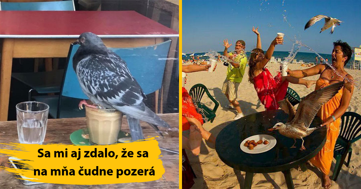 15 obrázkov vám dokáže, že aj vtáky majú svoju temnú stránku