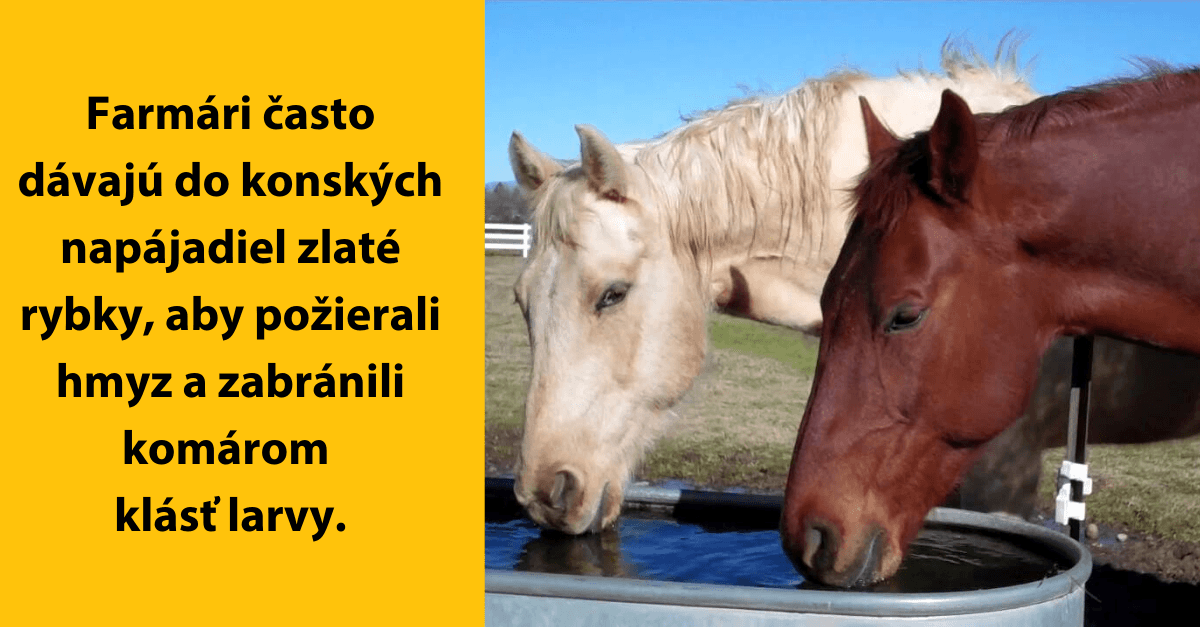 10 zbytočných faktov, ktoré si absolútne nepotreboval vedieť, ale osviežia