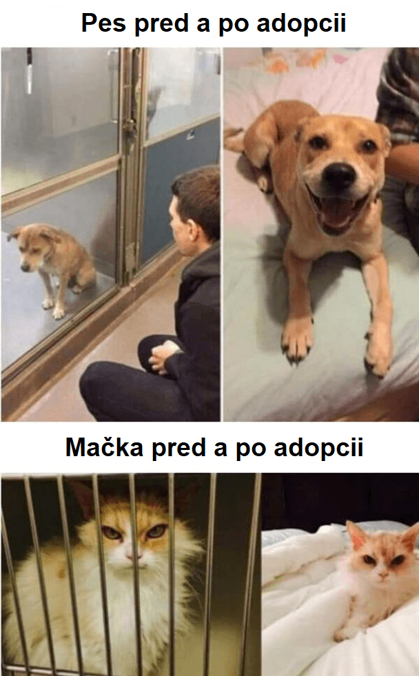 Pes versus Mačka