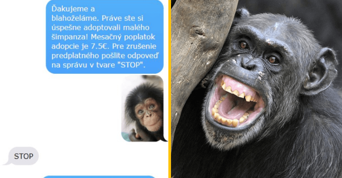 Adoptovaný šimpanz – Dievča dostalo skvelý nápad ako si spraviť srandu z chlapíka, ktorý jej dal číslo v bare