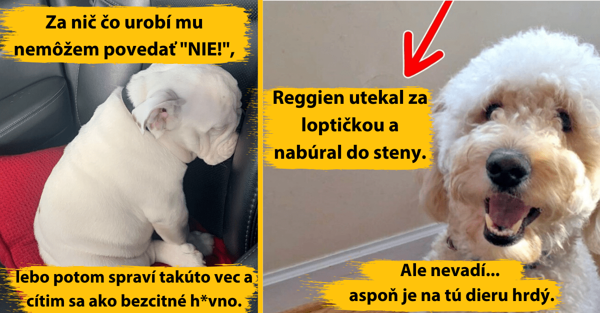 Kompilačka o tom, že psy majú svoj vlastný svet