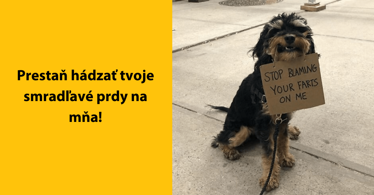 Protestujúci a úprimný pes, ktorého prestali baviť „bežné veci“, baví internet