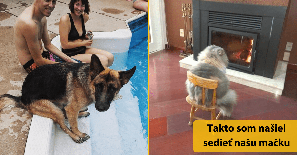 15+ dôkazov, že domáci miláčikovia sa čoraz viac podobajú na svojich pánov