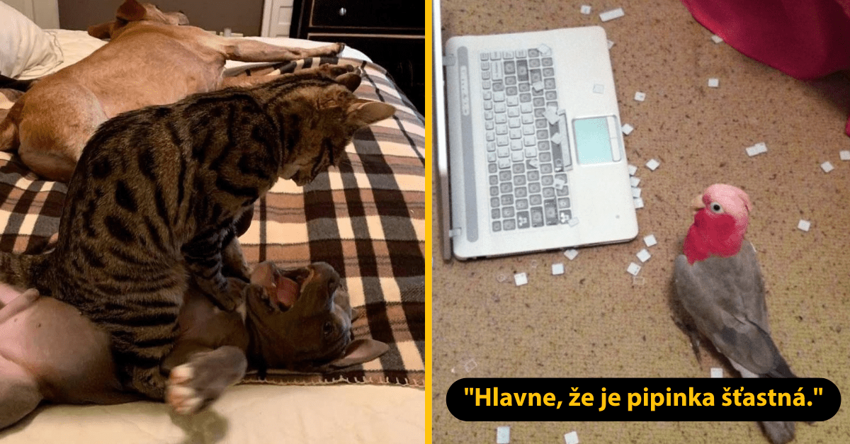 Zvieratká, ktoré spáchali nehanebné skutky, ale tvária sa akoby nič