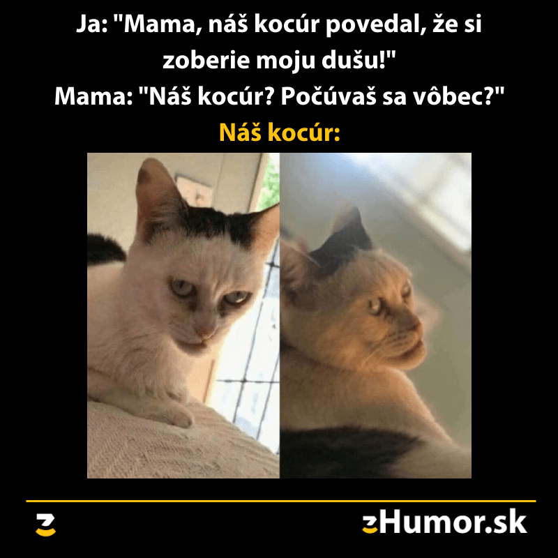 Hovoriaci kocúr, s ktorým sa rozprávať nechceš