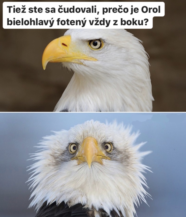 Fakt som ho spredu nevidel