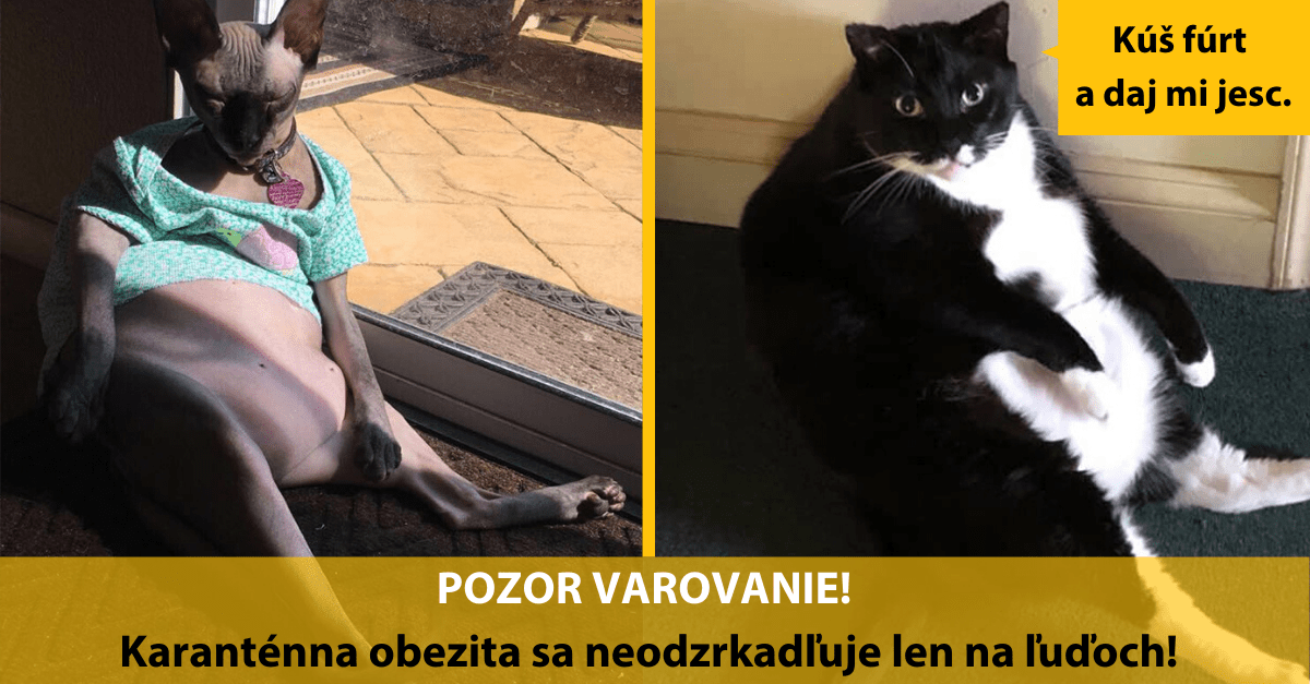 Táto kompilácia zvieratiek vám dokáže, že nie len ľudia sa vedia pekne „vypapať“