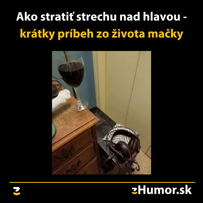 Zo života mačky