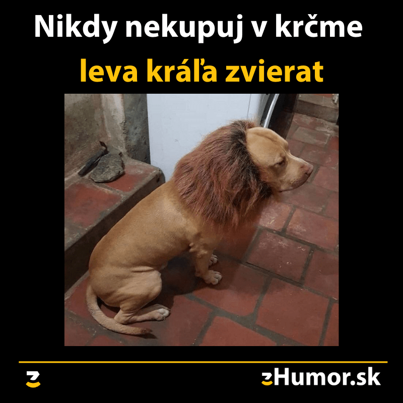 Lev kráľ zvierat