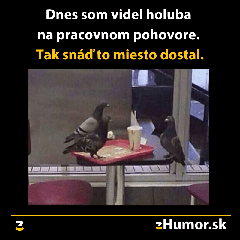 Holub na pohovore