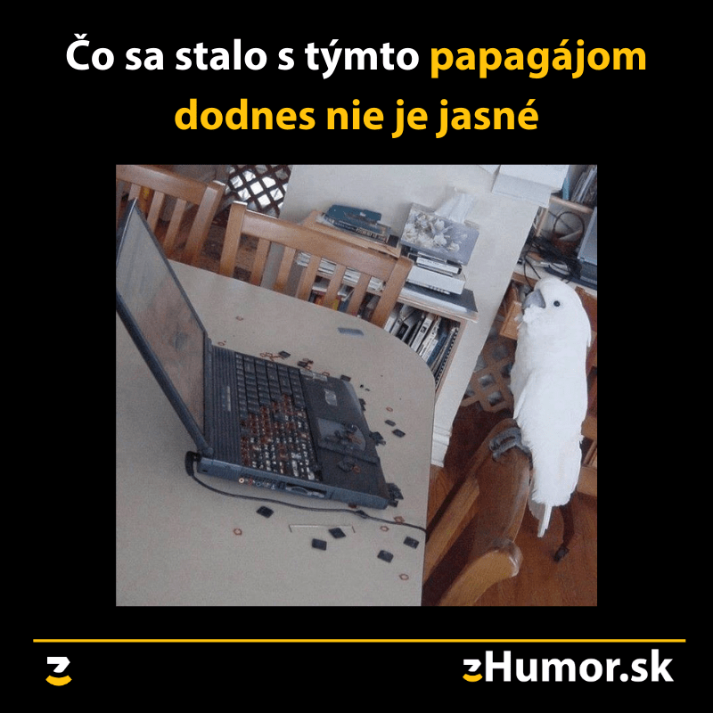 Papagáj