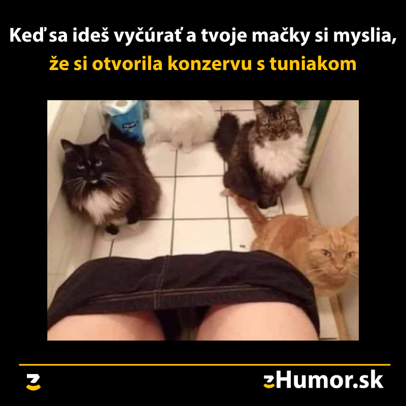 Mňamka pre mačky
