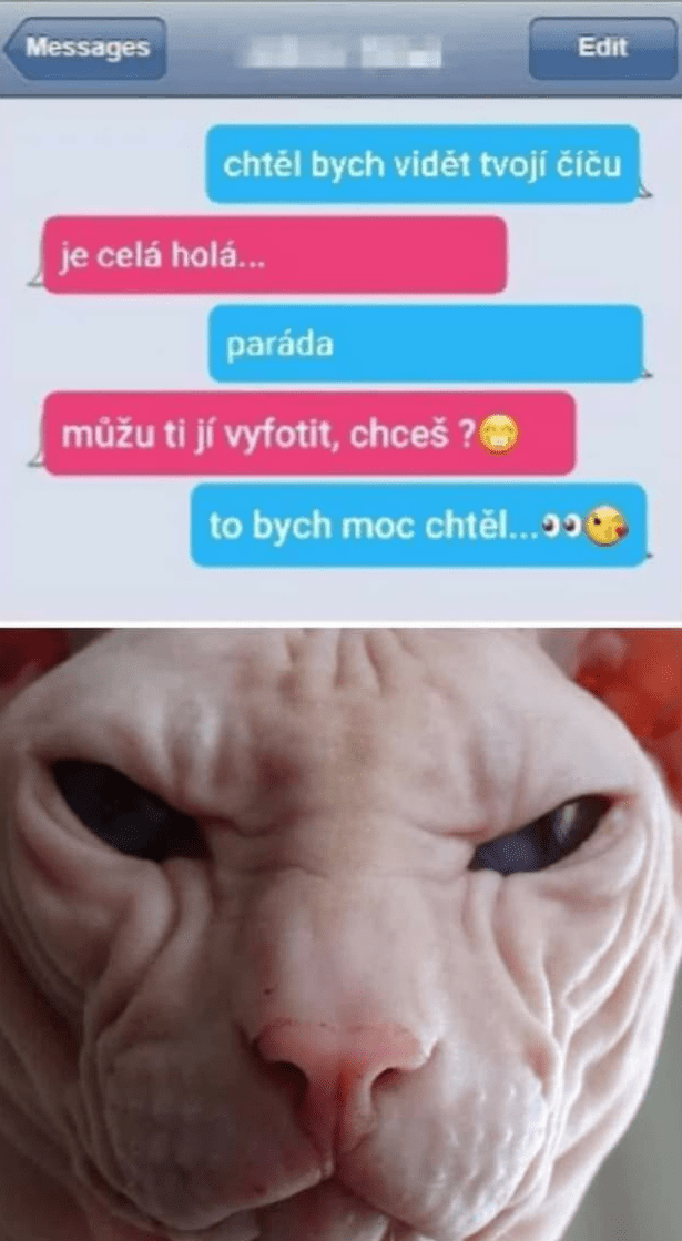 Holá cicka