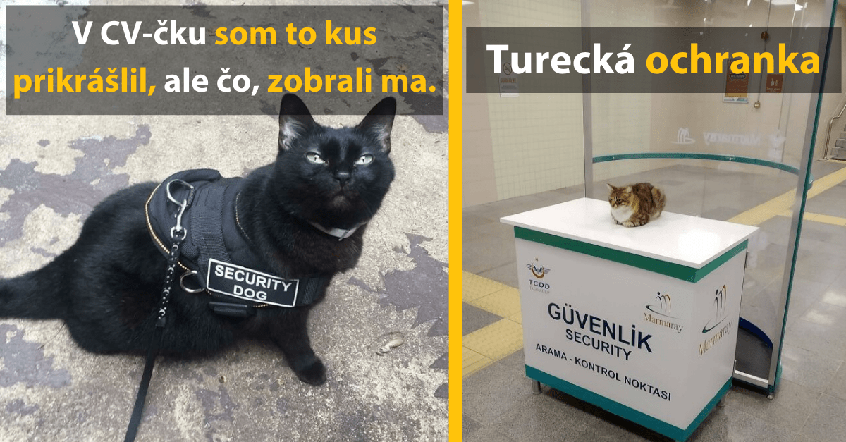 15 mačiek, ktoré by ste mohli bez problémov zamestnať aj vo vašej firme