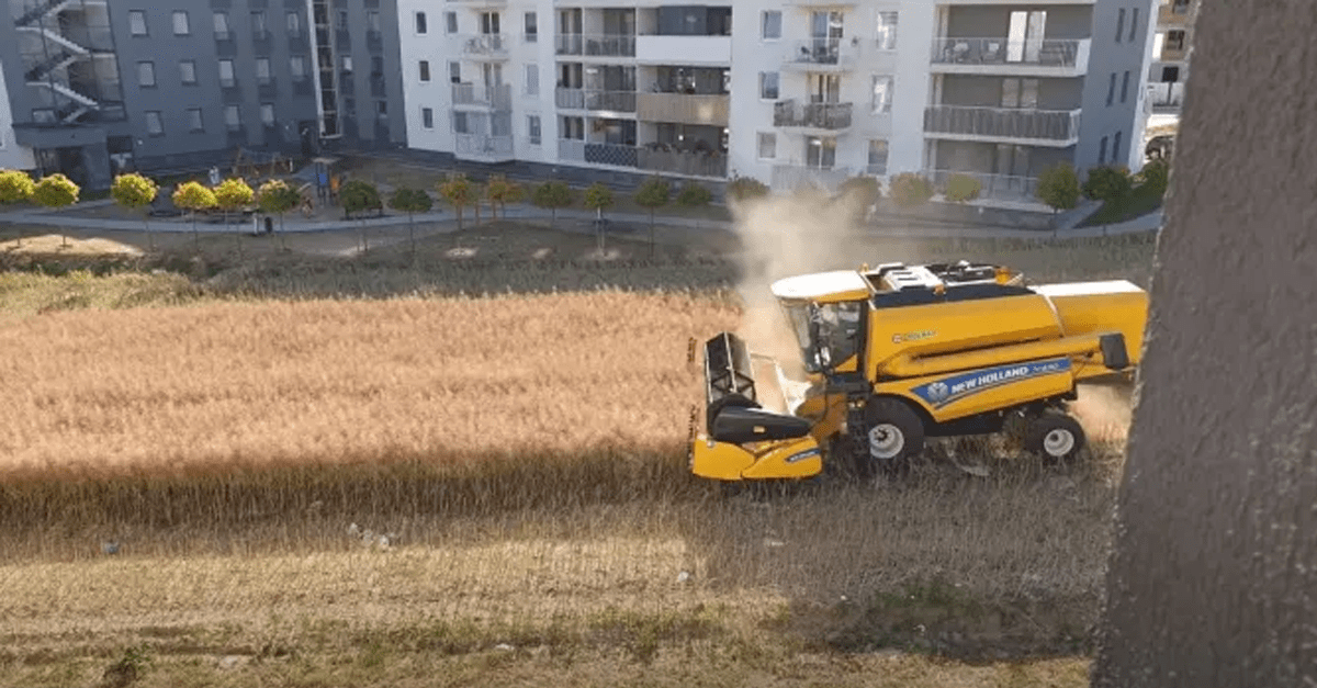 Farmár odmietol predať developerom svoje pole, a tak teraz kosí kombajnom pomedzi novopostavené bytovky