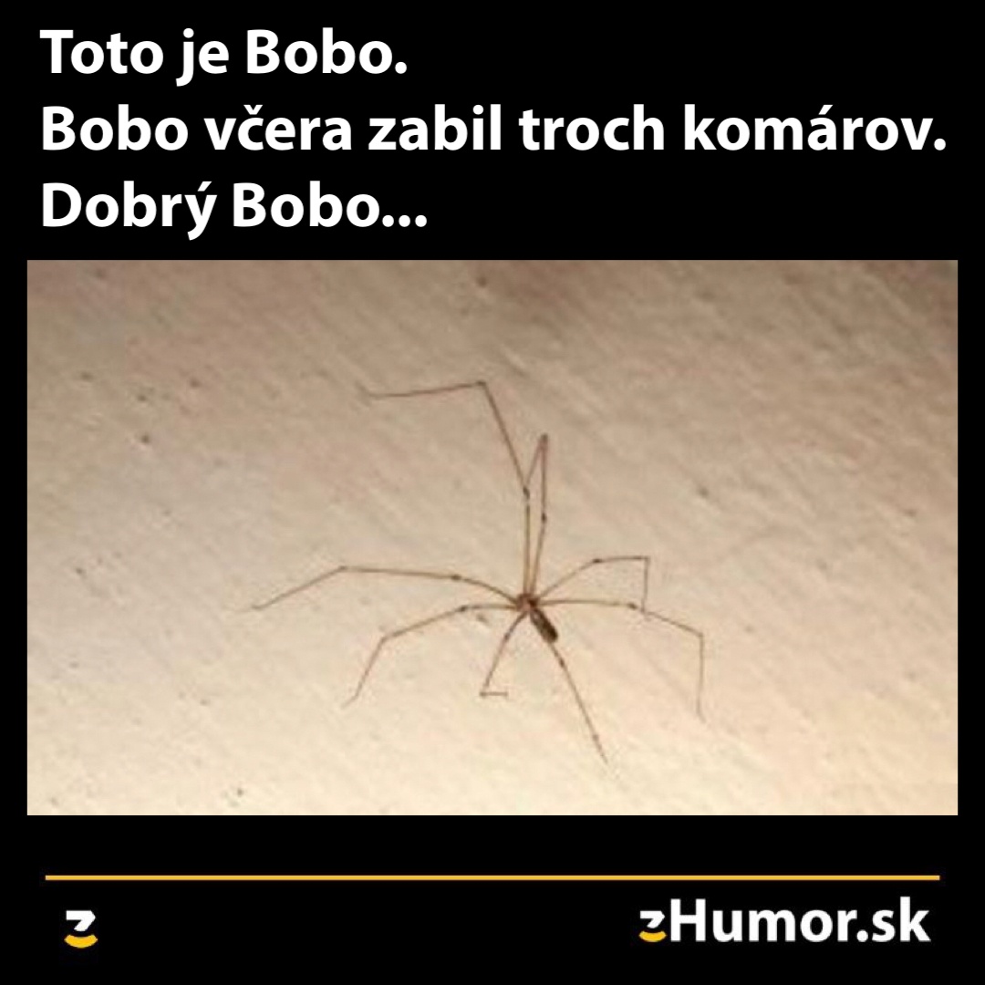 komare v bratislave