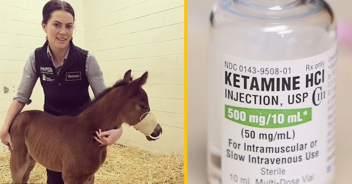 Veterinárka počas víkendovej párty pichala kamarátom sedatívum pre kone