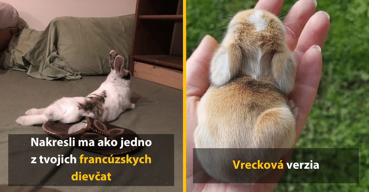 Patríš medzi milovníkov králikov? Tieto rozkošné zábery ti zlepšia deň