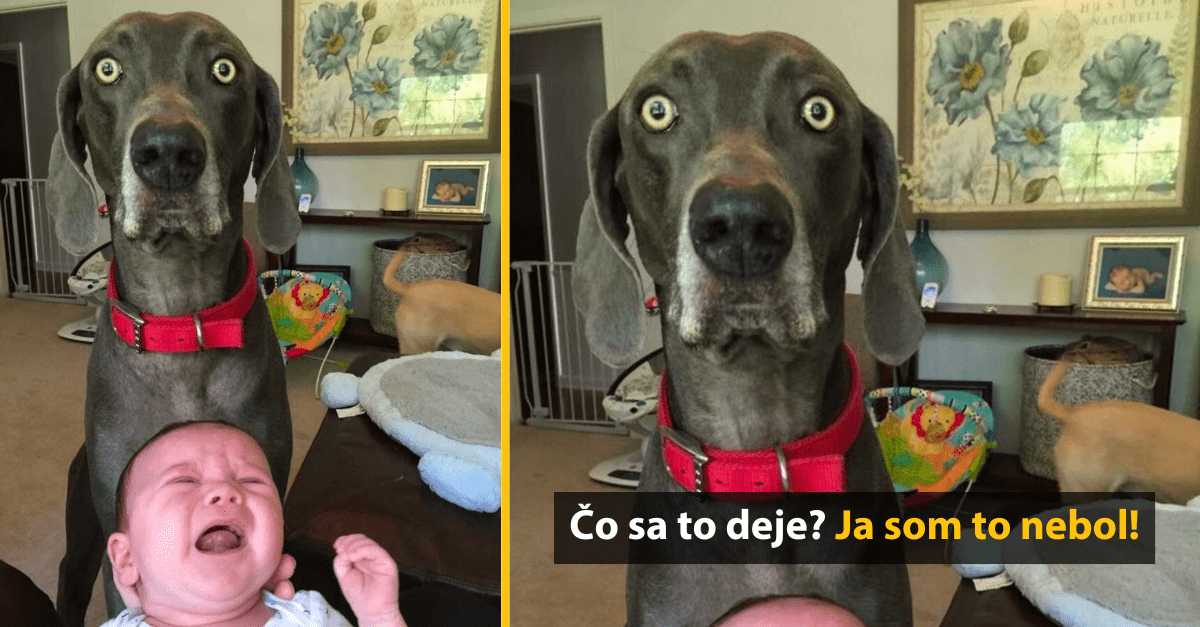 Niekoľko obrázkov, ktoré nie sú nič iné, ako čistá komédia