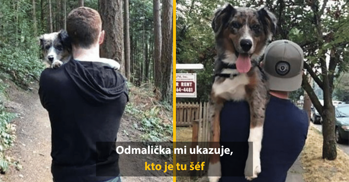 Dospelé psy, ktoré sa stále správajú, akoby vážili pol kila