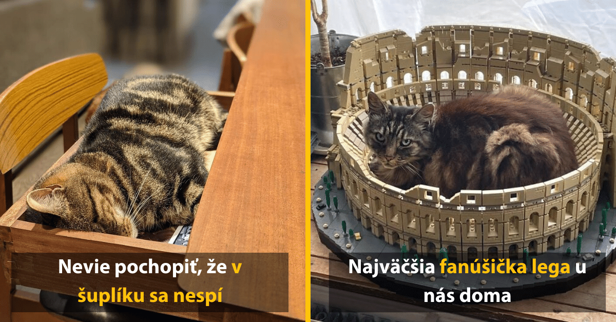 Mačky a ich bizarné miesta na spanie (vtipné obrázky)